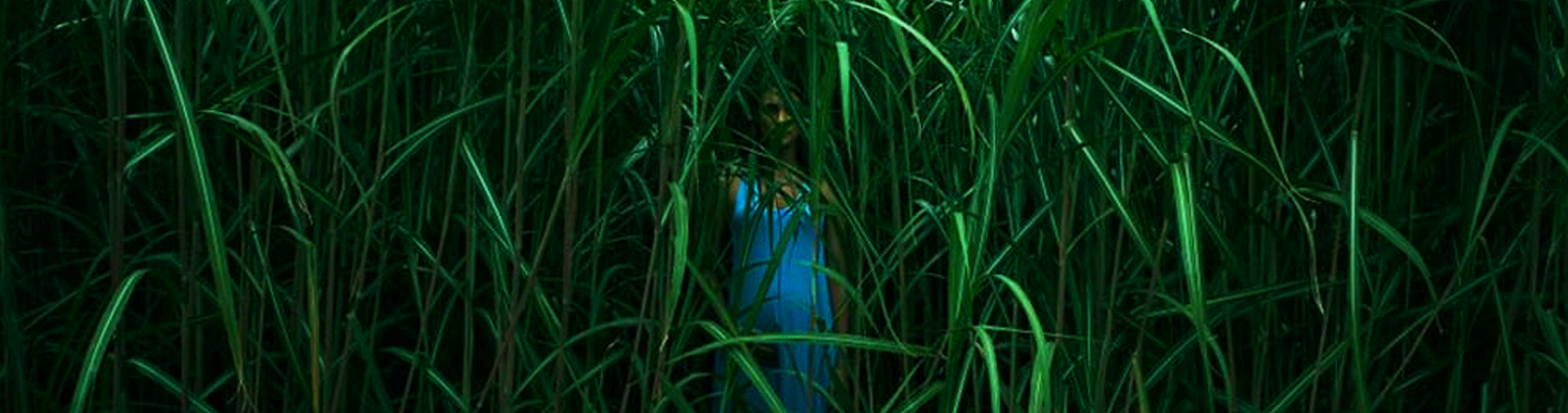 In the Tall Grass | Nova adaptação de Stephen King ganha trailer